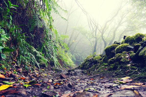 Monte de Laurisilva Anaga Tenerife